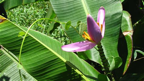 Fotos gratis : naturaleza, hoja, flor, verde, selva, botánica, planta ...