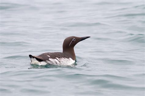 Guillemot | Birds | Species profile | Scottish Wildlife Trust