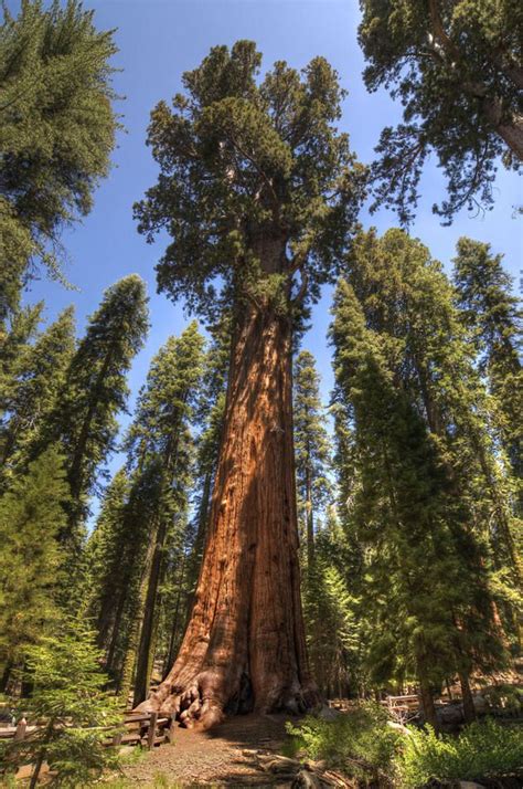 The Biggest Tree in the World in Terms of Volume: General Sherman-USA | Big tree, Tree, Unique trees