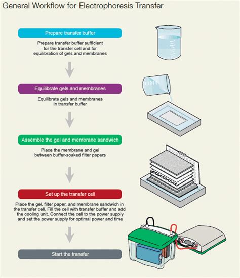 Western Blot and Electrical Transfer - Creative Proteomics