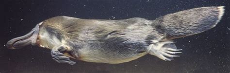 Platypus: The Mystery Mammal | Duck billed platypus, Weird animals, Weird looking animals