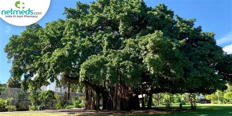 Banyan/ Ficus Bengalensis: Uses, Health Benefits, Dosage, Side Effects And Precautions