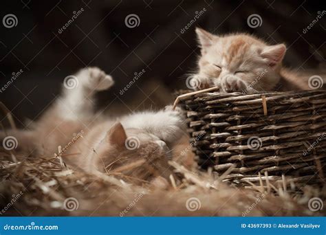 Kittens in a basket stock image. Image of basket, small - 43697393