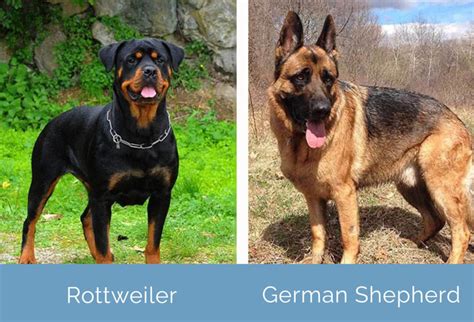 Are German Shepherd Rottweilers Aggressive Dogs