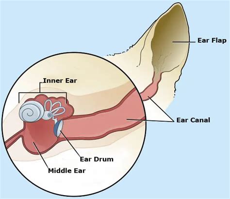 Dog ear infection : Symptoms, causes, treatment and prevention