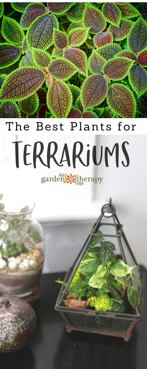 The Best Terrarium Plants for Stunning Displays - Garden Therapy