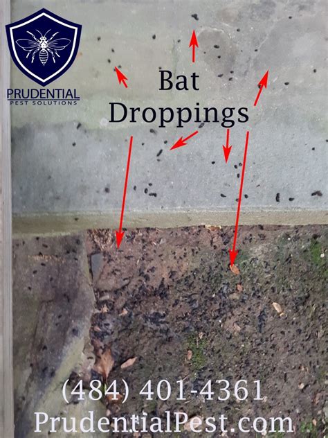 Bat Droppings or Rodent Droppings? - Prudential Pest Solutions