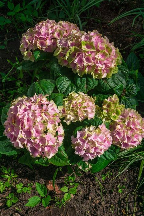 Beautiful Pink Hydrangea Bush Stock Image - Image of bloom, bush: 22936571