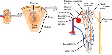 Kidney Structure | Biology for Majors II