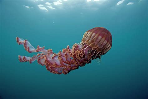 Black Sea Nettle Chrysaora Achlyos by Richard Herrmann