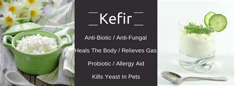 So Long Yeast, Hello Kefir! - Dogs Naturally Magazine