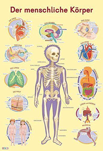 Mein Lernposter: Der menschliche Körper von Marc Robitzky https://www ...