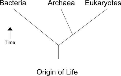 Examples Of Archaea A Tree Of Life Domain Museum Of