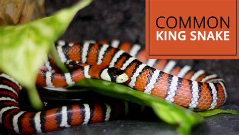 A Guide on Pet Snake Caring - King snake - The Barnyard Supply Co