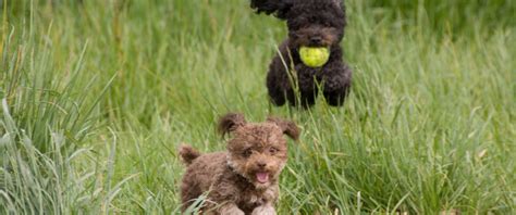 Dog Park Safety Tips - Floofins & Co.