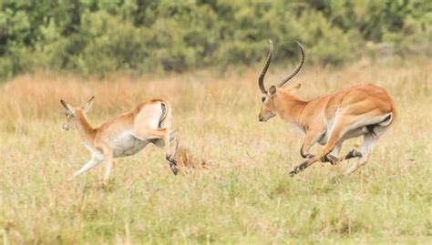 Southern Mountain Reedbuck Antelope | The World's Most Beautiful ...