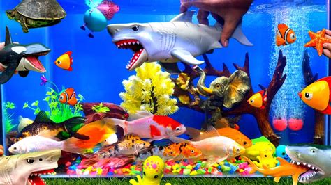 Fish And Toys In Pool, Fish Tank, Octopus, Crown Fish, Fish Funny Video ...