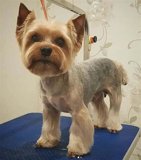 59 Best Yorkie Haircuts for Males and Females - The Paws