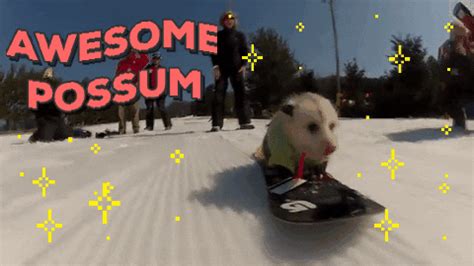 Awesome-possum GIFs - Get the best GIF on GIPHY