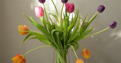 Photo of Tulips In Flower Vase · Free Stock Photo