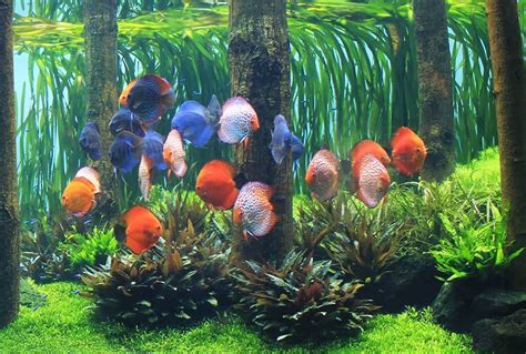 Another awesome planted discus tank ...