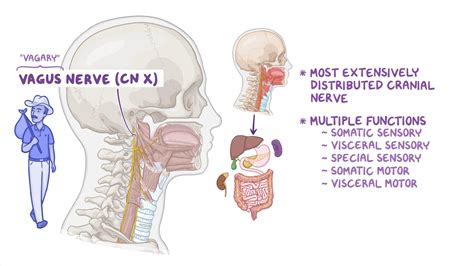 Anatomy Of The Vagus Nerve (CN X): Video Anatomy Osmosis, 48% OFF