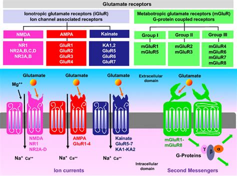 Glutamate receptors. Glutamate has many types and subtypes of glutamate... | Download Scientific ...