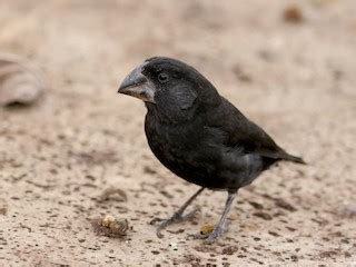 Large Ground-Finch - Geospiza magnirostris - Birds of the World