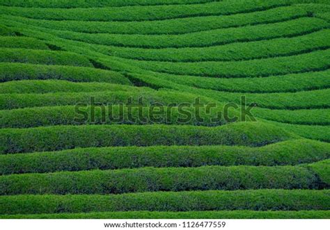 Tea Plantation Kyoto Japan Stock Photo (Edit Now) 1126477559