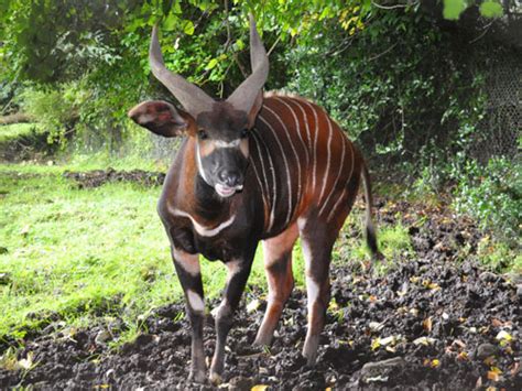 Belfast Zoo in Belfast, United Kingdom