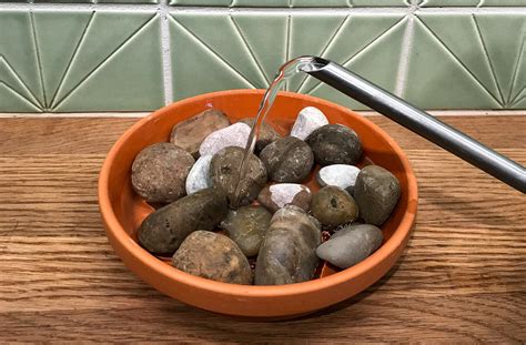 Humidity Hack: How to Make a Pebble Tray - Pistils Nursery