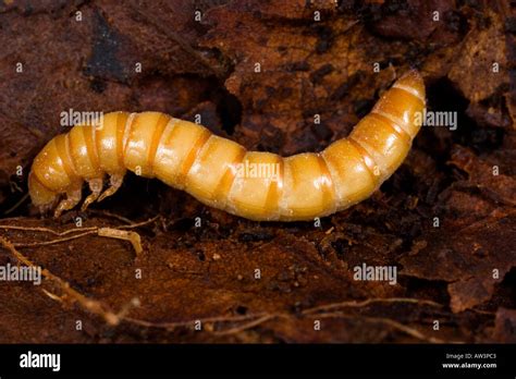 Darkling beetle Tenebrio molitor Larva in leaf mould Stock Photo ...