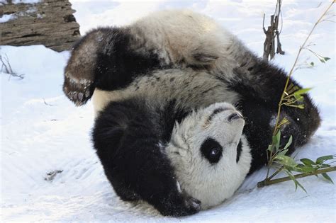 Rolling Panda by Josef Gelernter - Photo 5043736 / 500px