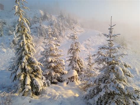 Winter Tree Dormancy | RREA Forestry in Alaska