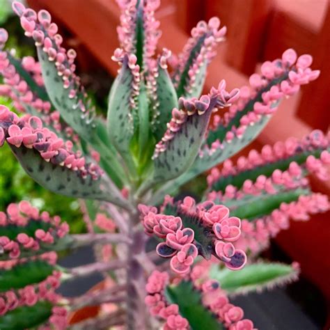 Kalanchoe ‘Pink Butterflies’. : succulents