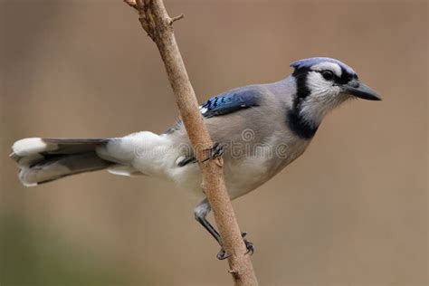 Blue Jay stock image. Image of wildlife, songbirds, nature - 36179989