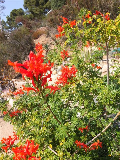 Tecoma capensis (Orange Cape Honeysuckle) native to S. Africa, can be ...