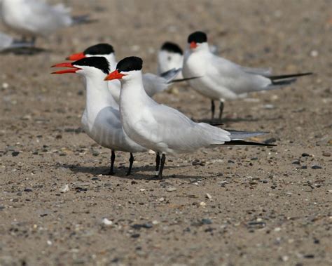 Caspian Tern - Window to Wildlife - Photography by Jim Edlhuber