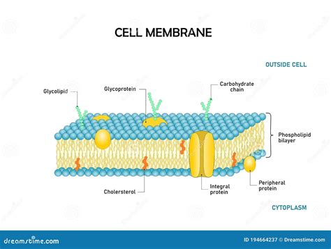 Phospholipid Bilayer Cell Membrane Labeled - img-Abdul