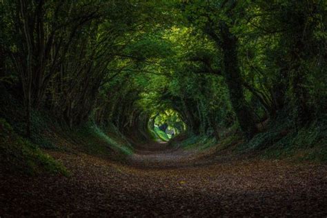 Halnaker Tree Tunnel in Autumn by Daniel Smith | Tree tunnel, Tree ...