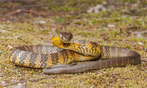 Tiger snake Pictures - AZ Animals