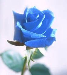 Blaue Rose – Wikipedia