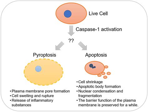 Programmed cell death: The roles of caspase-1 and gasdermin D in ...