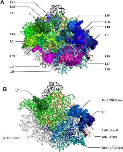 Ribosomal proteins L7 and L8 function in concert with six A3 assembly factors to propagate ...