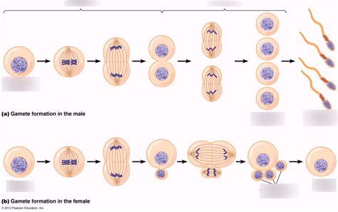 Reproductive physiology Diagram | Quizlet