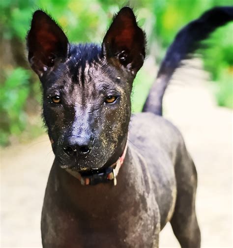 Xoloitzcuintli (Xolo) breed-the Mexican Hairless dog-Tehuantepec ...