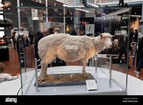 Dolly the Sheep in science and technology gallery in National Museum of Scotland interior in ...