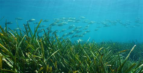 Seagrass beds for coastal protection and mitigation of climate change impact | DEME Group