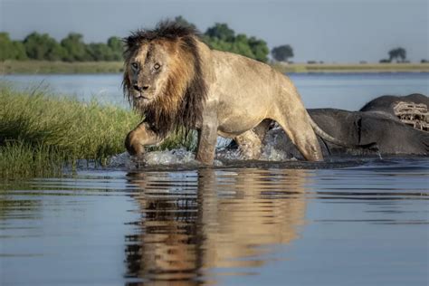 Lion Photography Tips - How to photograph lions in Africa