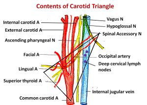 Carotid Triangle – Anatomy QA